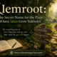 Klemroot